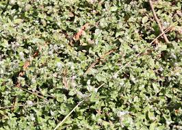 Image result for Nelsonia