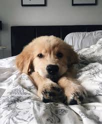 We did not find results for: Labrador Retriever Golden Dogs Perro Labrador Retriever Perros Cachorros Perros Bonitos
