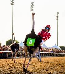 We thought the camel and ostrich races would be fun to see. Watch Jockeys Ride Camels Zebras And Ostriches At Extreme Race In Grand Prairie