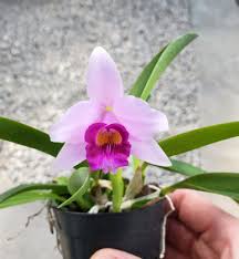 Image result for Alafia orientalis