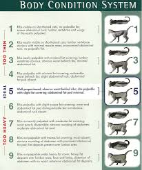 What should your dachshund weigh? How Much Should My Cat Weigh Http Pets Ok Com How Much Should My Cat Weigh Cats 2978 Html Dokter Hewan Hewan