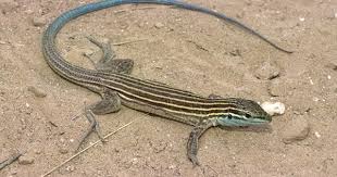 Arizona Lizard Black And White Tail State Reptile New Mexico Whiptail Lizard Animals Images Lizard Desert Lizards