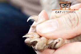 How often should you trim your cat's nails? Do Cat Nail Caps Really Work Are They Cruel Safe How To Apply