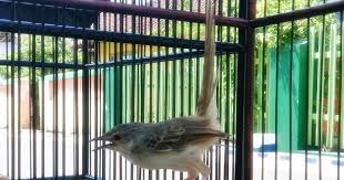 Cici padi adalah nama sejenis burung pengicau yang bertubuh kecil mungil. Agar Ciblek Gunung Cepat Gacor Ngebren Panjang Cara Gacor