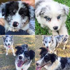 Blue Merle And Slate Merle My Girls Blue Merle Border Collie Merle Border Collie Blue Merle