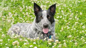 Blue heelers are easy to train and good with children. 87sdcponv7i18m