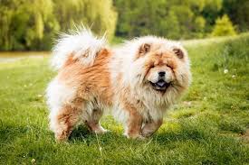 Chow Chow Price Cost And Important Puppy Sale Info You Need To Know Huge collection, amazing choice, 100+ million high quality, affordable rf and rm images. chow chow price cost and important