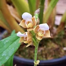 Image result for Polystachya adansoniae