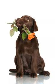 Chocolate Labrador Labrador Chocolat Chiots Labrador Noirs Chiots Labrador