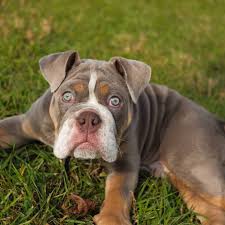 Welcome to celmer's exotic english bulldogs. Exotic English Bulldogs Home Facebook
