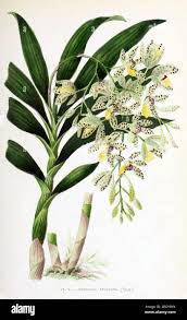 Image result for Ansellia