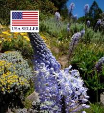 Image result for Merwilla lazulina