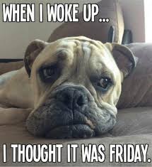 101 Funny Thursday Memes That Work Day And Night To Make You Happy Funny Dogs Animal Memes Animals