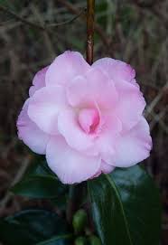 Camellia Berenice Perfection Japonica A Wonderful Hybrid From Nuccio S Nursery In The Usa Fairly Upright Grow Beautiful Pink Flowers Flowers Pink Flowers