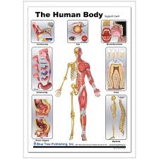 (if r15 layout, size the humanoidrootpart across the entire torso.). Human Body Anatomical Chart
