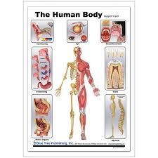In the following article, we take a look at the important internal organs of the human body and their functions in the bigger biological system. Human Body Anatomical Chart