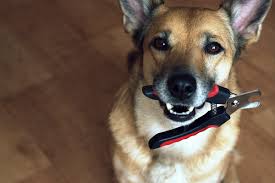 Gently hold the foot, separating the toes. How Often Should I Cut My Dog S Nails Canna Pet