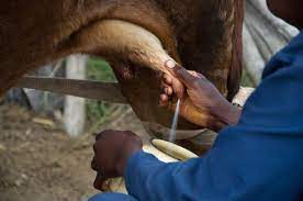 6 Ways To Get Your Cows To Give More Milk Survival Sullivan