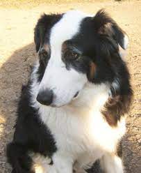 Adopt Boomer On Petfinder Australian Shepherd Dogs Animals And Pets Australian Shepherd