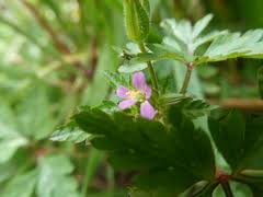 Image result for Syncolostemon bracteosus