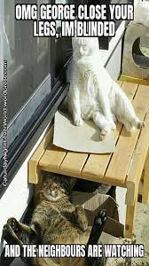 We did not find results for: Hd Cat Memes Wallpapers Peakpx