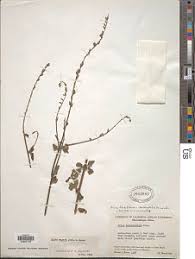 Image result for Priva curtisiae