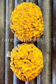 Image result for Myrianthus arboreus