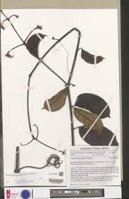 Image result for Ancylobothrys robusta