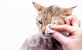 Mon vieux compagnon se déplace, boit. Comment Savoir Si Mon Chat Souffre Ou A Mal