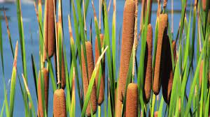 Finches are adaptable and will use other material they find as needed. Amazon Com Cattail Seeds For Planting 1000 Seeds Garden Outdoor