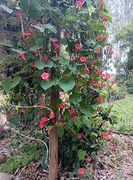 Image result for Stictocardia