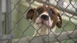 See more of raleigh puppies and dogs for adoption on facebook. Animal Shelters Go Virtual To Increase Pet Adoptions Abc11 Raleigh Durham
