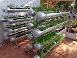 Terrace Gardening Vegetables Terraced Vegetable Garden Garden Layout Vegetable Balcony Garden Ideas Vegetables