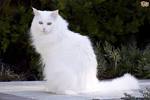 Turkish Angora Cats | Turkish Angora Cat Breed Info ...