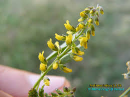 Image result for Melilotus indicus