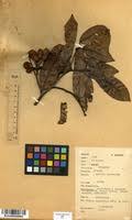 Image result for Uvaria angolensis