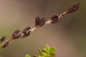 Image result for Myrothamnus flabellifolius