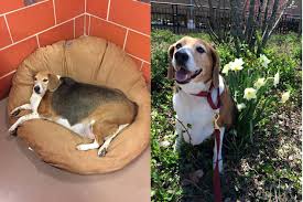 You can even make kale chips to add some crunch to your vegetable intake! This Obese Beagle Named Kale Chips Lost 20 Pounds And Is Ready To Be Adopted