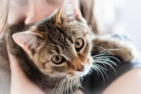 The hair loss in cats is something that could usually be defined as normal, because every time they scratch, lick or rub against the wall or any other object, the follicles of their coats tend to break off and fall to the it is there when these depressive pictures can cause hair fall in cats. My Cat S Hair Is Falling Out What Should I Do