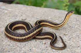 Got questions about illinois wildlife? Thamnophis Butleri Butler S Garter Snake Michigan Natural Features Inventory