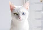 Khao Manee - Price, Personality, Lifespan - Cat Breeds List