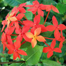 Pin By Network Green On Nature In Red Indian Flower Names Geraniums Jungle Flowers