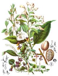 Image result for Hippocratea indica