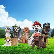 Omg Paw Patrol W Rl Pups So Cute Paw Patrol Birthday Paw Patrol Paw Patrol Birthday Party
