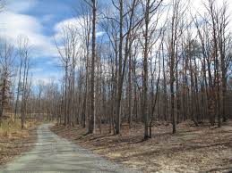 March 5 Into The Woods Near Brandermill Va Country Roads Midlothian America