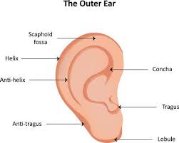 Diagram Of Human Ear With Labelling Human Anatomy Розничная цена 2 407 грн. diagram of human ear with labelling