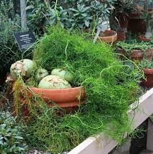 Image result for Bowiea volubilis