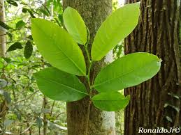 Image result for Margaritaria