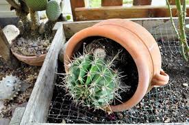 Manuel se ha llevado un gran palo con luisamanuel has been badly let down by luisa. Echinopsis Oxygona El Cactus De La Flor Maravillosa