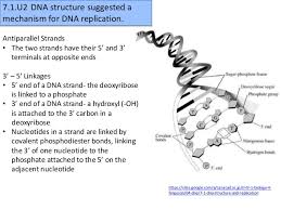 Dna replication practice questionsshow all. 7 1 Dna Structure Replication